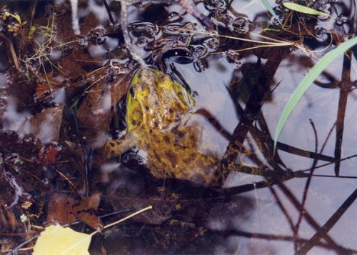 Frog.jpg - small