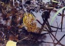 Frog.jpg - thumbnail