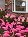 HPIM0909.jpg - thumbnail