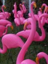 HPIM0912.jpg - thumbnail