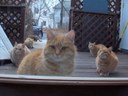 HPIM1128.jpg - thumbnail