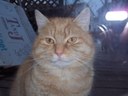 HPIM1129.jpg - thumbnail