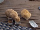 HPIM1132.jpg - thumbnail