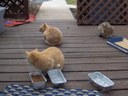 HPIM1135.jpg - thumbnail