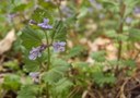 HPIM1255.jpg - thumbnail