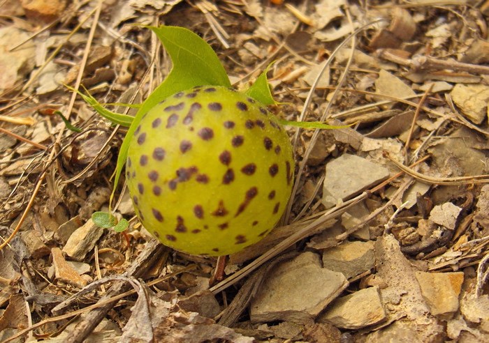 HPIM1261.jpg - small