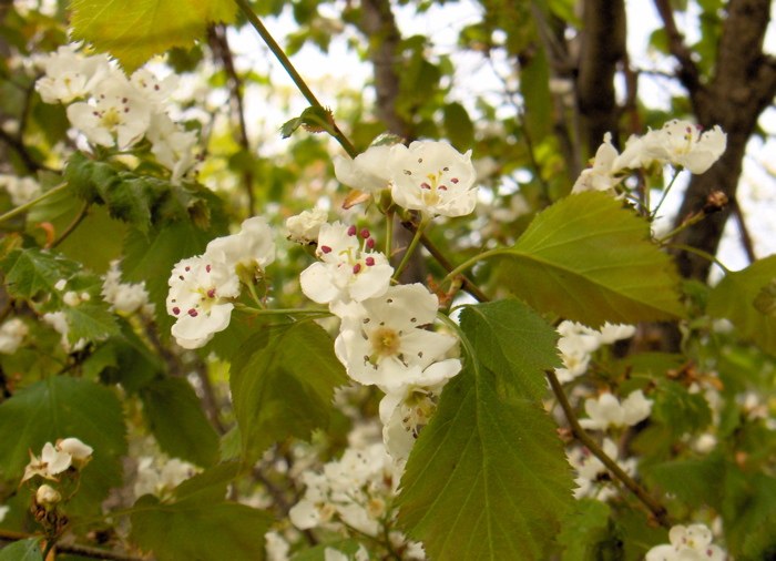 HPIM1262.jpg - small