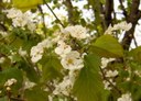 HPIM1262.jpg - thumbnail
