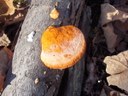 HPIM1769.jpg - thumbnail