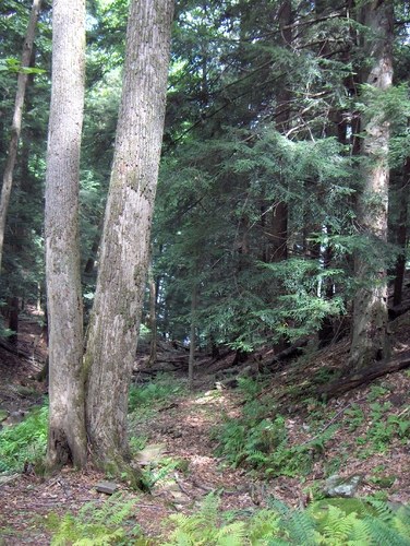 HPIM2254.jpg - small