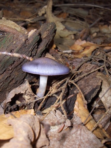 HPIM2257.jpg - small
