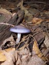 HPIM2257.jpg - thumbnail