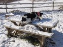 Pepper Flying Over The Picnic Table