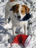 Wyatt and a Santa Hat