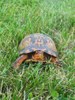 Eastern Box Turtle