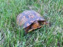 Eastern Box Turtle