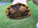 Eastern Box Turtle