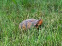 Eastern Box Turtle