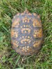 Eastern Box Turtle