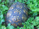 Eastern Box Turtle