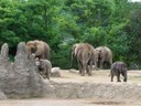 Elephants