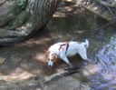 Wyatt in the creek