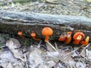 Orange mushrooms