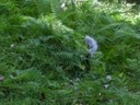 Pepper in the ferns