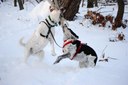 Dogs playing tug of war