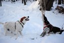 Dogs playing tug of war