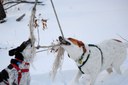 Dogs playing tug of war