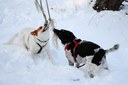 Dogs playing tug of war