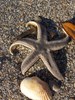 Starfish on the beach