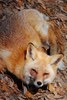 Red Fox