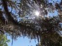 Spanish moss