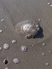 Jellyfish on the beach