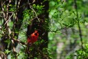 Cardinal