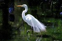 White Ibis